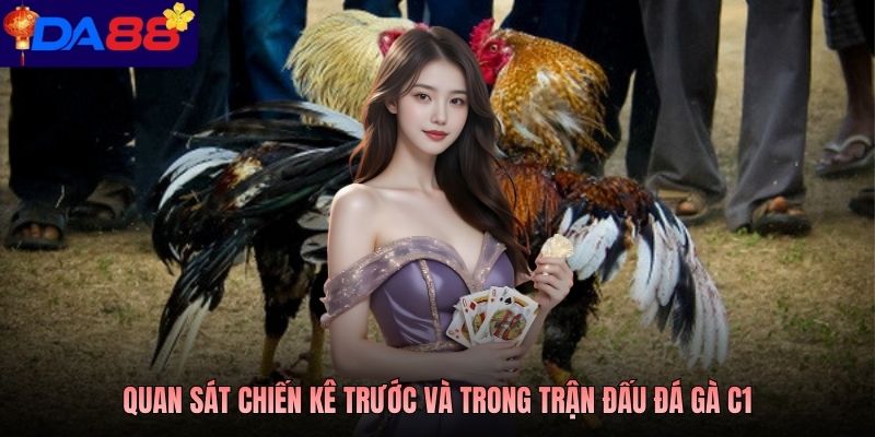 Quan sát chiến kê trước và trong trận đấu đá gà C1
